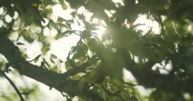 Yay süresi boyunca parlak yeşil yaprakları ile Shinning büyük lens flare. 4k yakın çekim.