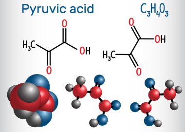 Pirüvik asit (pyruvate) molekül. Alfa keto asit en basit olanıdır. Yapısal kimyasal formülü ve molekül modeli. Vektör çizim