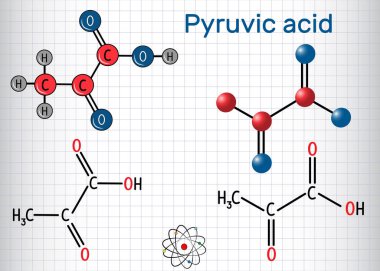 Pirüvik asit (pyruvate) molekül. Alfa keto asit en basit olanıdır. Yapısal kimyasal formülü ve molekül modeli. Bir kafes içinde sayfa. Vektör çizim