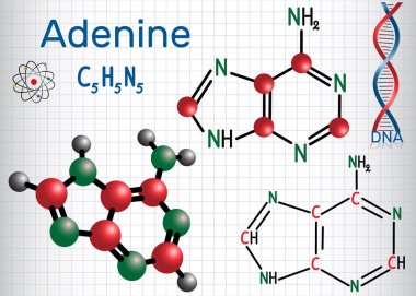 Adenin (A, Ade) - pürin nükleobazından, Dna ve Rna Genetik kodda temel birimidir. Yapısal kimyasal formülü ve molekül modeli. Bir kafes içinde sayfa. Vektör çizim 