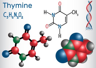 Timin (Thy) - pirimidin nükleobazından, Dna ve Rna Genetik kodda temel birimidir. Yapısal kimyasal formülü ve molekül modeli. Vektör çizim 