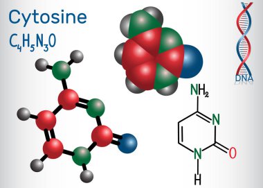 Cytosine (C) - pirimidin nükleobazından, Dna ve Rna Genetik kodda temel birimidir. Yapısal kimyasal formülü ve molekül modeli. Vektör çizim 