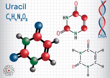 Urasil (U) - pirimidin nükleobazından Rna nükleik asit. Yapısal kimyasal formülü ve molekül modeli. Bir kafes içinde sayfa. Vektör çizim 