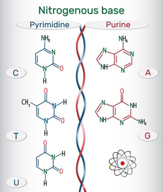 Chemical structural formulas of purine and pyrimidine nitrogenous bases: adenine (A, Ade), guanine (G, Gua) , thymine (T, Thy), uracil (U), cytosine (C)). Fundamental units of the genetic code in DNA and RNA. Vector illustration clipart