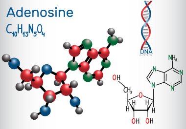 Adenozin - pürin nükleozit molekül, Atp, Adp, önemli bir parçasıdır, kamp, Rna, Dna. Yapısal kimyasal formülü ve molekül modeli. Vektör illustratio