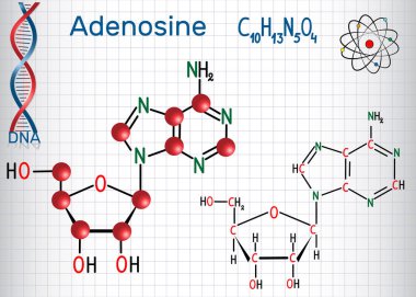 Adenozin - pürin nükleozit molekül, Atp, Adp, önemli bir parçasıdır, kamp, Rna, Dna. Bir kafes içinde sayfa. Yapısal kimyasal formülü ve molekül modeli. Vektör illustratio