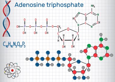 Adenosine triphosphate (ATP) molecule , is intracellular energy transfer and required in the synthesis of RNA. Sheet of paper in a cage clipart