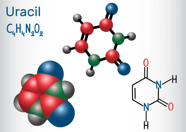 Uracyl Badanie Pirymidyny Nukleinowe Rna Strukturalnych Chemicznych Model Formuły Cząsteczki — Wektor stockowy