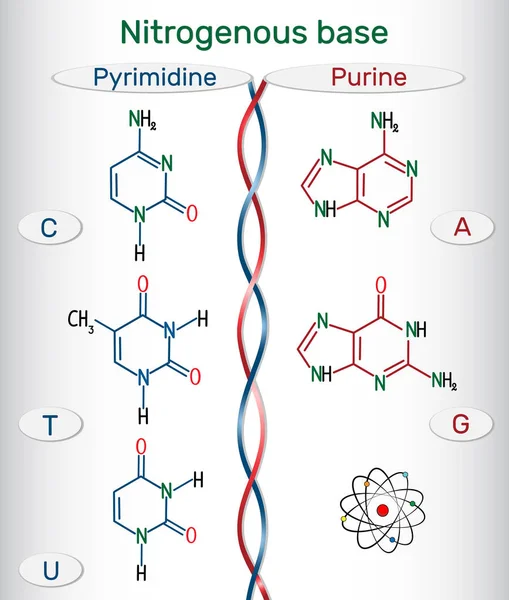 Kimyasal yapısal formüller pürin ve pirimidin azotlu baz: adenin (A, Ade), guanin (G, guatr), timin (T, senin), urasil (U), sitozin (C)). Dna ve Rna Genetik kodda temel birim. Vektör çizim