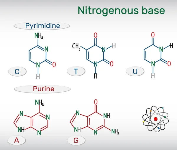 Kimyasal yapısal formüller pürin ve pirimidin azotlu baz: adenin (A, Ade), guanin (G, guatr), timin (T, senin), urasil (U), sitozin (C)). Dna ve Rna Genetik kodda temel birim. Vektör çizim