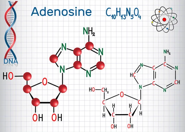 Adenozin - pürin nükleozit molekül, Atp, Adp, önemli bir parçasıdır, kamp, Rna, Dna. Bir kafes içinde sayfa. Yapısal kimyasal formülü ve molekül modeli. Vektör illustratio