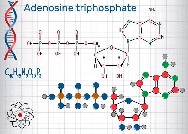 Adenozin trifosfat (Atp) molekül, hücre içi enerji transferi ve Rna sentezinde gerekli. Bir kafes içinde sayfa