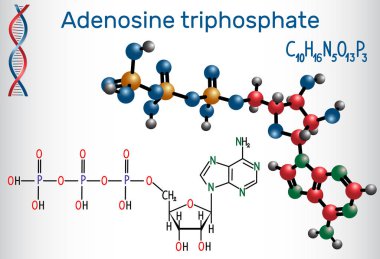 Adenosine triphosphate (ATP) molecule, is intracellular energy transfer and required in the synthesis of RNA. Structural chemical formula and molecule model. Vector illustration clipart