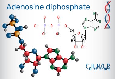 Adenozin nükleotittir (Adp) molekül, önemli bir organik bileşik metabolizması ve canlı hücreler enerji transferi. Yapısal kimyasal formülü ve molekül modeli. Vektör illustratio