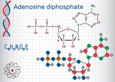 Adenozin nükleotittir (Adp) molekül, önemli bir organik bileşik metabolizması ve canlı hücreler enerji transferi. Bir kafes içinde sayfa