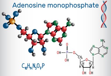 Adenozin monofosfattır (Amp) molekül, fosforik asit ve nükleozit adenozin monomer Rna üretiminde bir ester dir. Yapısal kimyasal formülü ve molekül modeli. Vektör çizim
