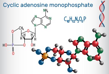 Siklik adenozin monofosfattır (kampı) molekül, bu adenozin trifosfat (Atp) türevidir ve hücre içi sinyal iletimi için kullanılır. Yapısal kimyasal formülü ve molekül modeli. Vektör çizim