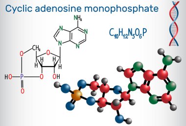 Cyclic adenosine monophosphate (cAMP) molecule, it is a derivative of adenosine triphosphate (ATP) and used for intracellular signal transduction . Structural chemical formula and molecule model. Vector illustration clipart