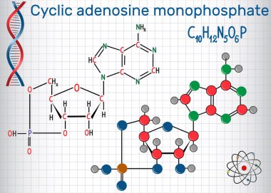 Siklik adenozin monofosfattır (kampı) molekül, hücre içi sinyal iletimi için kullanılır. Bir kafes içinde sayfa. Yapısal kimyasal formülü ve molekül modeli. Vektör çizim