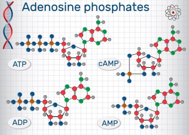 Chemical structural formulas Adenosine phosphates nucleotides  : adenosine monophosphate (AMP), adenosine diphosphate (ADP) , adenosine triphosphate (ATP) , cyclic adenosine monophosphate (cAMP). Sheet of paper in a cage. Vector illustratio clipart