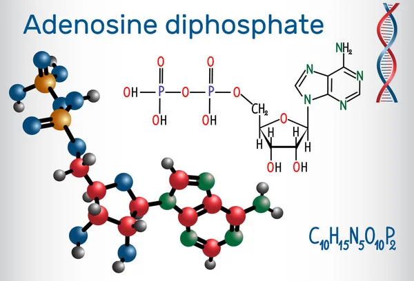 아데노신 Diphosphate Adp 대사에 화합물 살아있는 세포에 에너지 모델입니다 Illustratio — 스톡 벡터