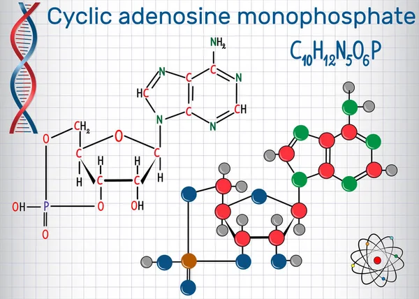 Monofosfato Cíclico Adenosina Camp Molécula Utiliza Para Transducción Señal Intracelular — Vector de stock