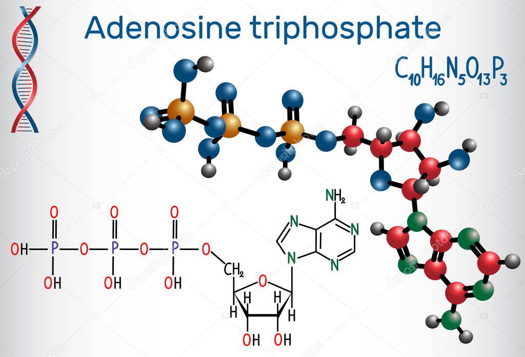 Adenosine triphosphate (ATP) molecule, is intracellular energy transfer and required in the synthesis of RNA. Structural chemical formula and molecule model. Vector illustration