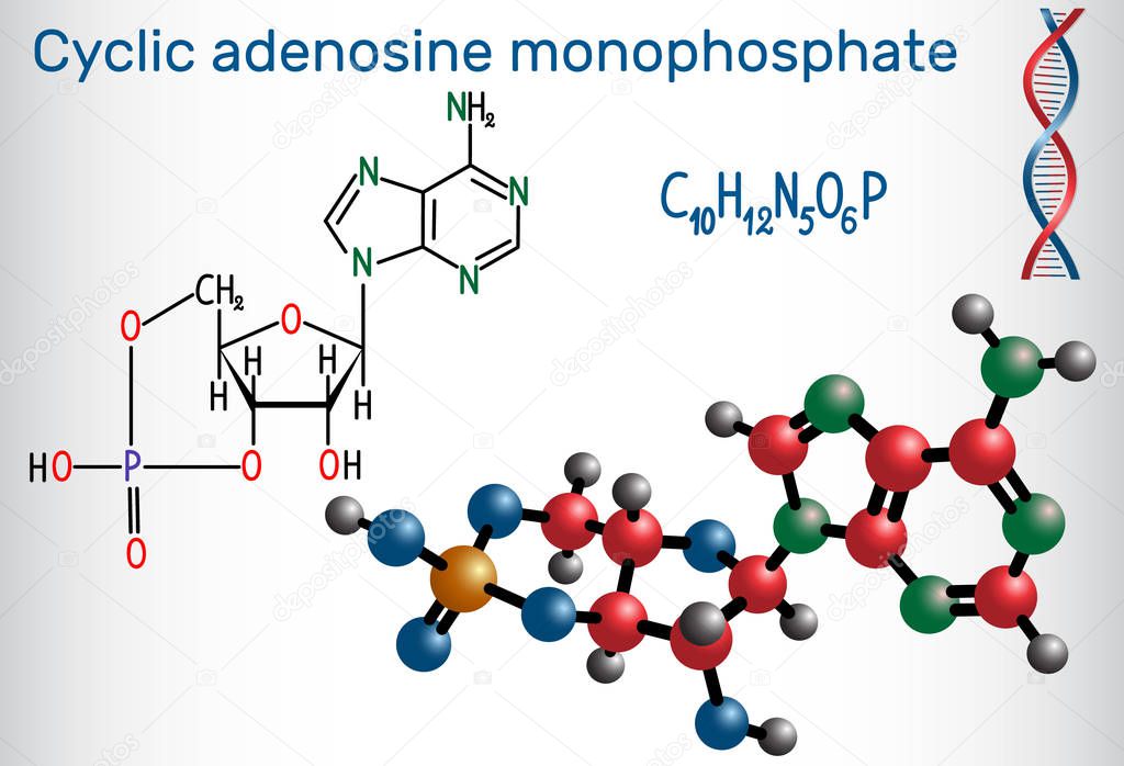 Cyclic adenosine monophosphate (cAMP) molecule, it is a derivative of adenosine triphosphate (ATP) and used for intracellular signal transduction . Structural chemical formula and molecule model. Vector illustration