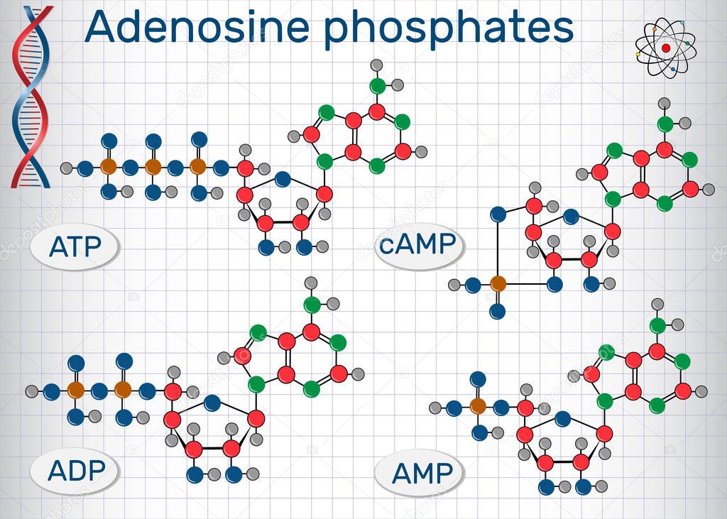 Chemical structural formulas Adenosine phosphates nucleotides  : adenosine monophosphate (AMP), adenosine diphosphate (ADP) , adenosine triphosphate (ATP) , cyclic adenosine monophosphate (cAMP). Sheet of paper in a cage. Vector illustratio