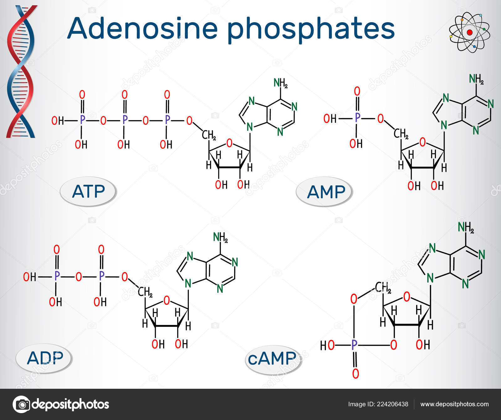 Chemical Structural Formulas Adenosine Phosphates Nucleotides