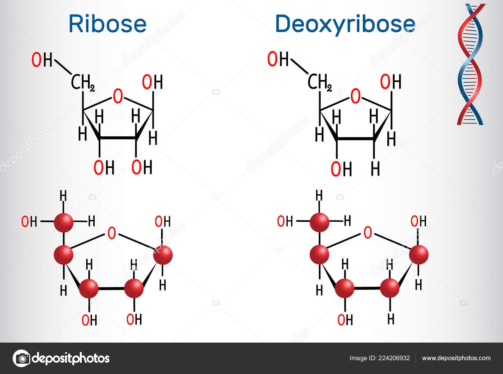 Ribose Deoxyribose Molecules Monosaccharides Form Part Backbone Dna Rna Structural Vector Image By C Avk97 Yandex By Vector Stock Ribose Deoxyribose Molecules Monosaccharides Form Part Backbone Dna Rna Structural Vector Image By C Avk97 Yandex By Vector Stock
