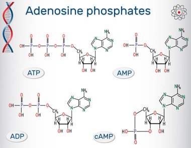 Kimyasal yapısal formüller adenozin fosfatlar nükleotid: adenozin monofosfattır (Amp), adenozin nükleotittir (Adp), adenozin trifosfat (Atp), siklik adenozin monofosfattır (kampı). Nükleik asitlerin yapıtaşları. Vektör çizim