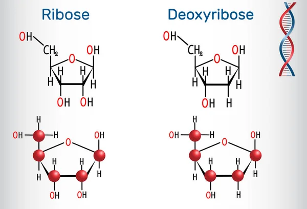 Les Molécules Ribose Désoxyribose Sont Des Monosaccharides Font Partie Épine — Image vectorielle