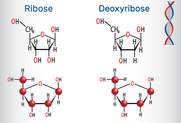 Ribose and deoxyribose molecules, they are monosaccharides and form part of the backbone of DNA and RNA. Structural chemical formula and molecule model. Vector illustratio
