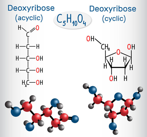 Linear form (acyclic) of deoxyribose and deoxyribose (cyclic form) molecules, they are monosaccharides.  Structural chemical formula and molecule model. Vector illustration    