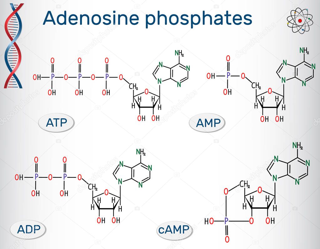 Chemical structural formulas Adenosine phosphates nucleotides  : adenosine monophosphate (AMP), adenosine diphosphate (ADP) , adenosine triphosphate (ATP) , cyclic adenosine monophosphate (cAMP). Building blocks of nucleic acids. Vector illustration