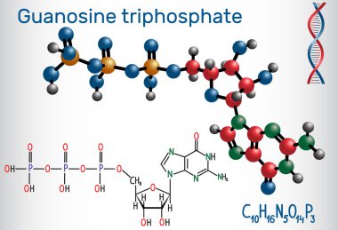 Guanozin trifosfat (Gtp) molekül, protein sentezi için sentez Rna'nın ve enerji kaynağı olarak kullanılmaktadır. Yapısal kimyasal formülü ve molekül modeli. Vektör çizim