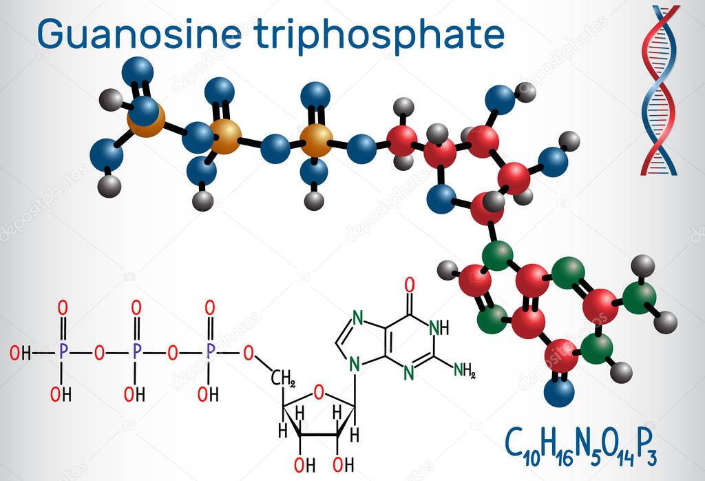 Guanosine triphosphate (GTP) molecule, it is used in synthesis of RNA and as a source of energy for protein synthesis. Structural chemical formula and molecule model. Vector illustration