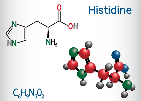 Histidine L-histidine, His, H amino acid molecule. Se utiliza en la biosíntesis de proteínas. Fórmula química estructural y modelo molecular — Vector de stock