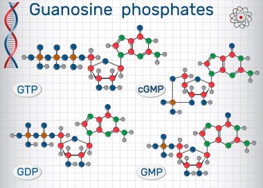 Guanosine phosphates guanosine triphosphate, guanosine diphosphate, guanosine monophosphate, cyclic guanosine monophosphate . Sheet of paper in a cage clipart