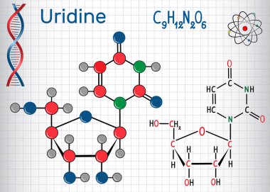 Uridine-pirimidin nükloside molekül, RNA 'nın önemli bir parçasıdır. Yapısal kimyasal formül ve molekül modeli. Bir kafeste kağıt levha.