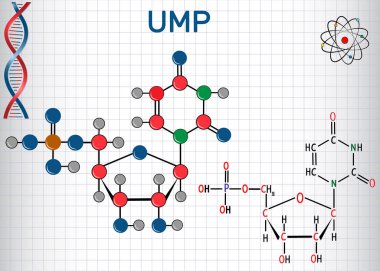 Uridine monofosfat UMP nükseotid molekül, RNA monomer. Yapısal kimyasal formül ve molekül modeli. Bir kafeste kağıt levha
