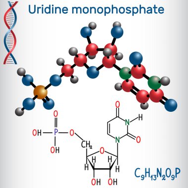 Uridine monophosphate UMP nucleotide molecule, monomer in RNA. Structural chemical formula and molecule model clipart