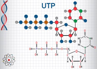 Uridin trifosfat UTP nüklotid molekül, RNA sentezinde kullanılır. Yapısal kimyasal formül ve molekül modeli