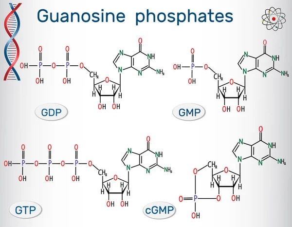 Guanosinphosphate Guanosintriphosphat, Guanosindiphosphat, Guanosinmonophosphat, zyklisches Guanosinmonophosphat. strukturchemische Formel von Phosphatnukleotiden, die das Gebäude bilden — Stockvektor