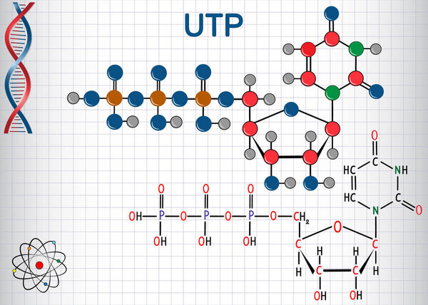 Молекула нуклеотида уридинтрифосфата UTP используется для синтеза РНК. Структурная химическая формула и молекулярная модель
