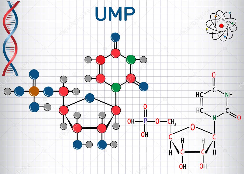Uridine monophosphate UMP nucleotide molecule, monomer in RNA. Structural chemical formula and molecule model. Sheet of paper in a cage