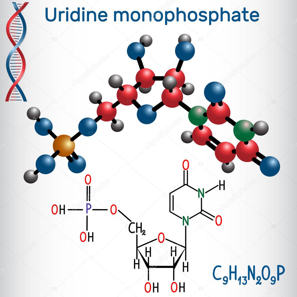 Uridine monophosphate UMP nucleotide molecule, monomer in RNA. Structural chemical formula and molecule model