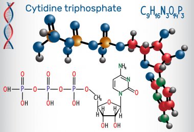 Cytidine trifosfat CTP molekül, bu pirimidin nükloside molekül, RNA sentezinde bir substrat olduğunu. Yapısal kimyasal formül ve molekül modeli