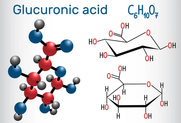 Glukuronik asit molekülü, mikroorganizmaların, bitkilerin ve hayvanların metabolizmasında önemli bir rol oynamaktadır. Yapısal kimyasal formül ve molekül modeli